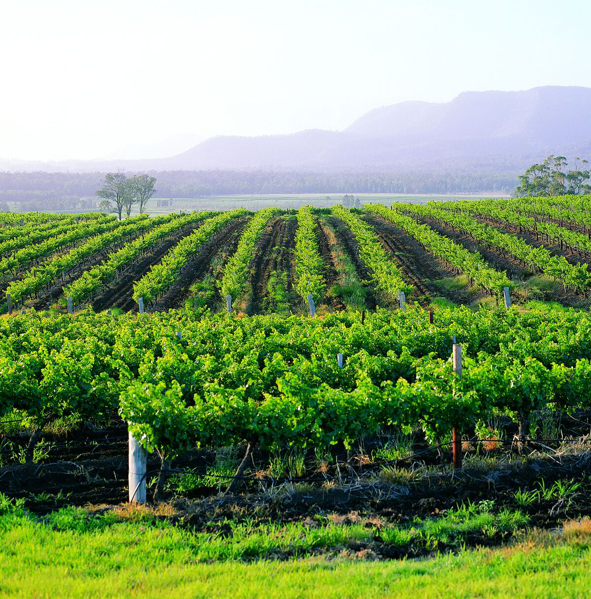 Tìm hiểu Thông Tin về Rượu Plantation