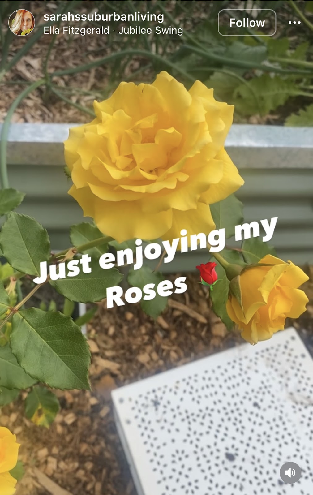 instagram reel showing yellow rose bush