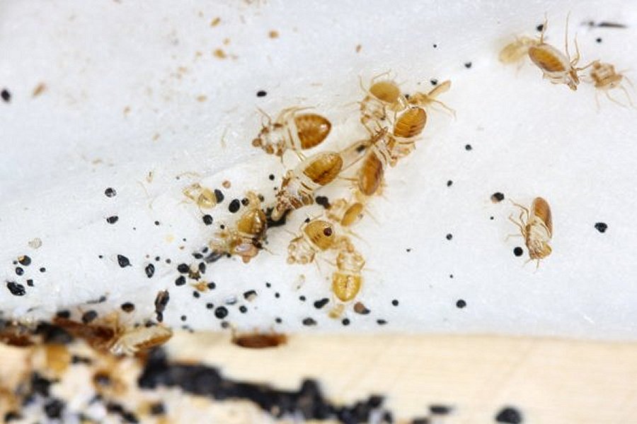 bed bug eggs on clothing