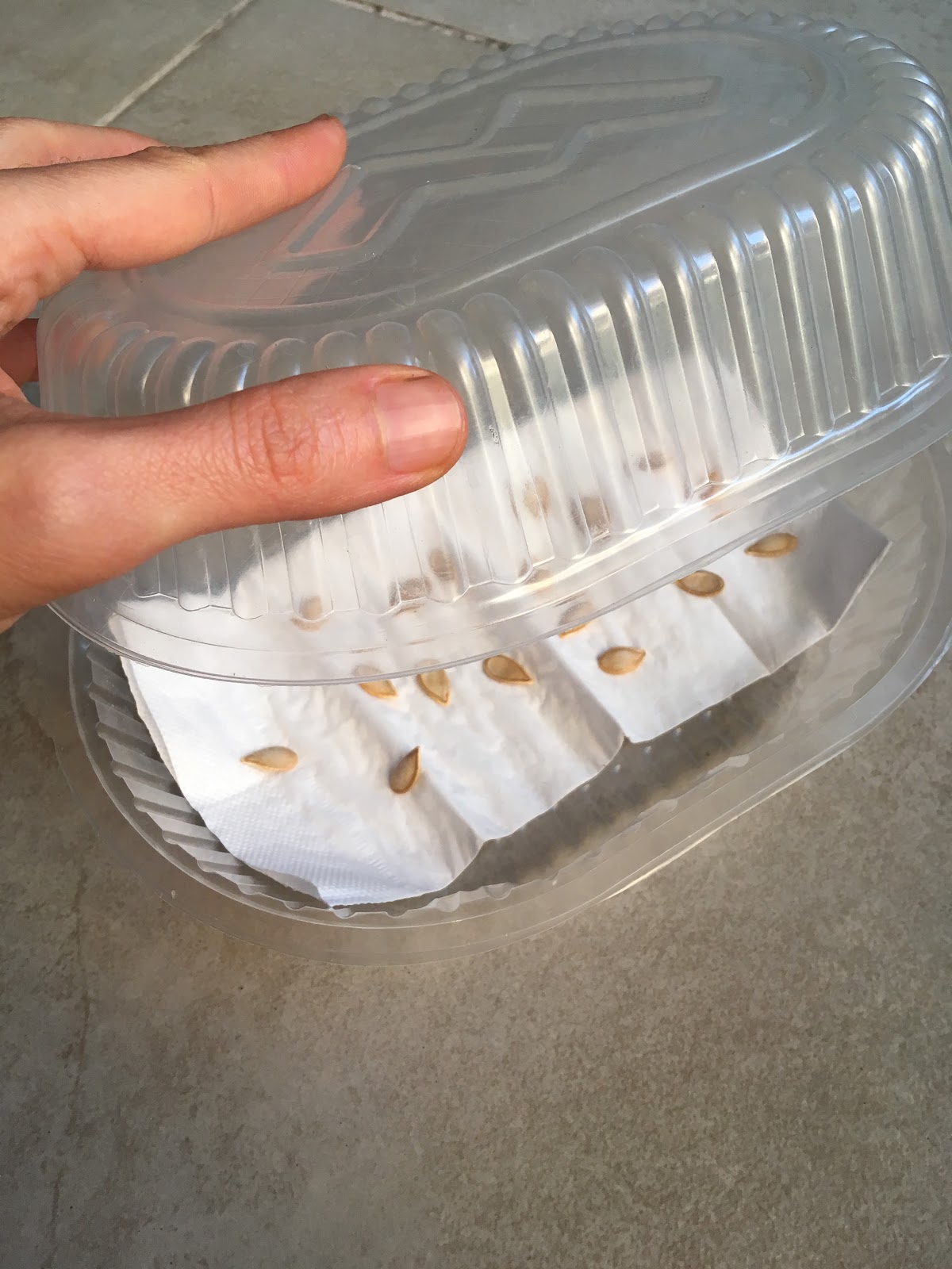 una bandeja de plástico con semillas apoyadas sobre una servilleta dentro de la bandeja.