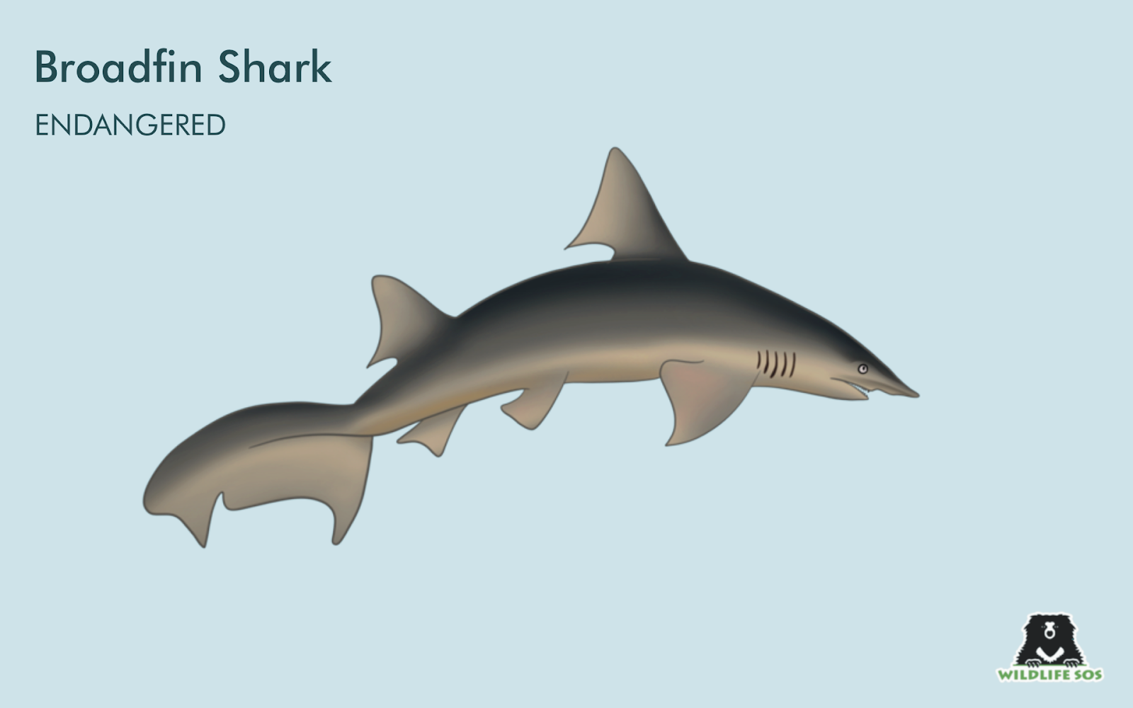 broadfin shark