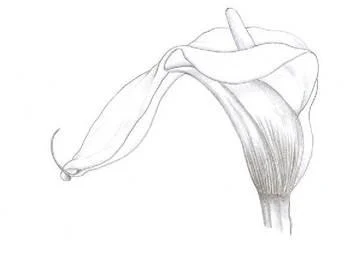 D:\0 wd yedek\acr yedek\1 film indirme\botanicheskaya_illyustraciya2_files\image139.jpg