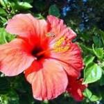 Hibiscus