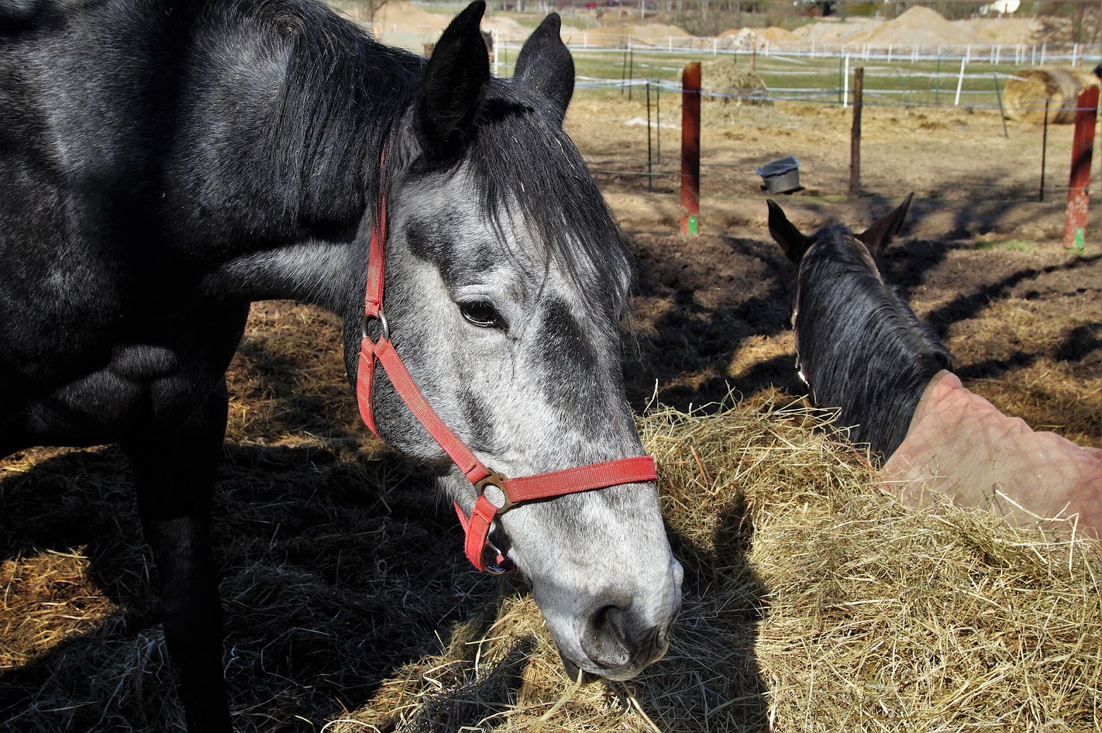 An old black horse with a grey face wears a red halter while eating hay