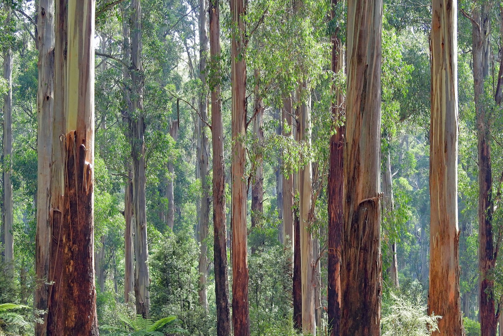 Tencel aus Eukalyptus: Ein nachhaltiger Baum?