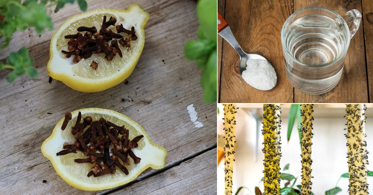 Natural Remedies to Get Rid Of Flies