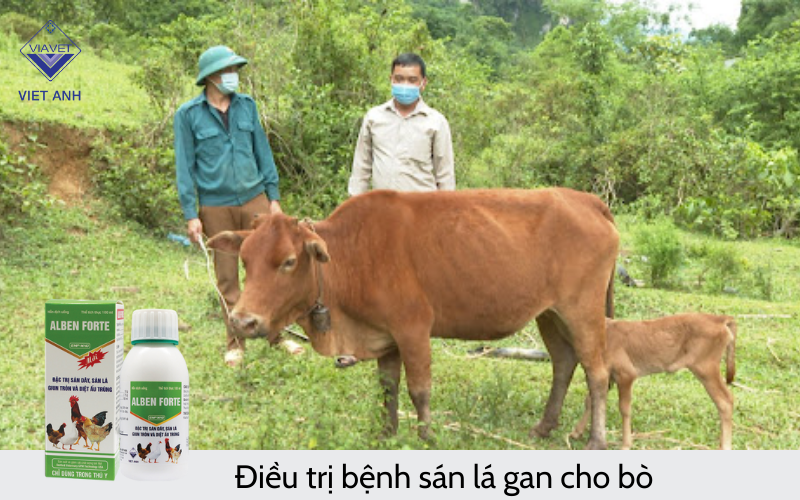 Điều trị bệnh sán lá gan cho bò