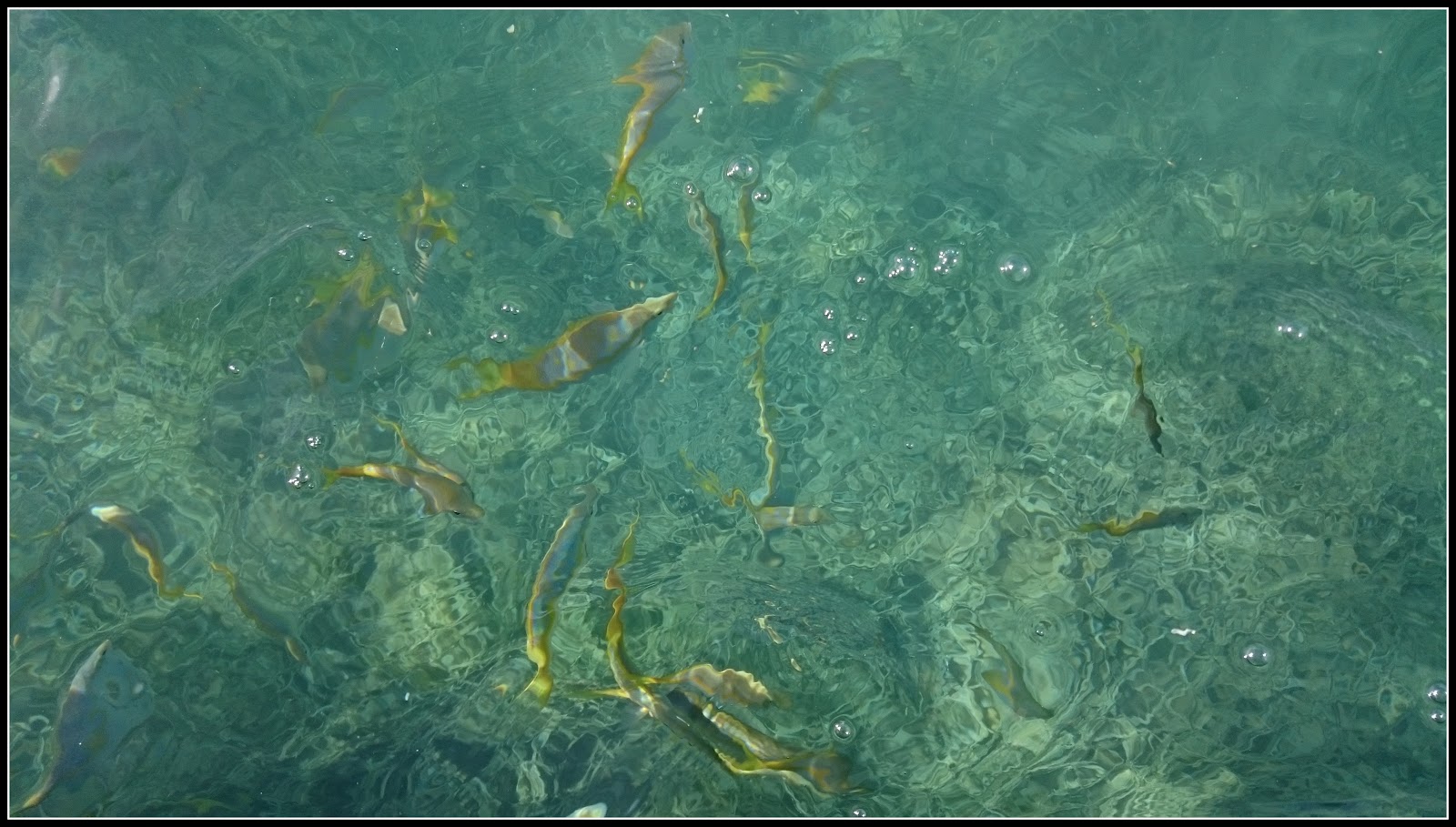 Bahamas-fish.jpg
