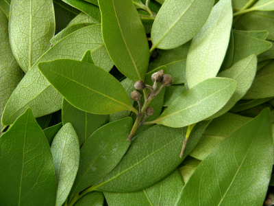 Cooking With Italian Herbs Bay Leaf Jovina Cooks