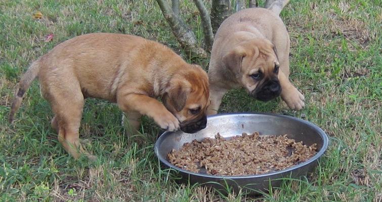 Bullmastiff - Caring, Feeding and Grooming Guidelines