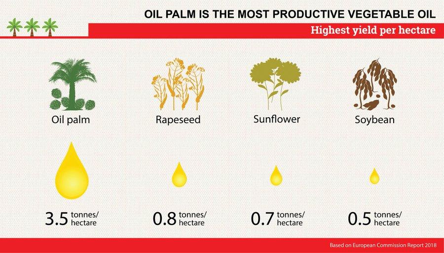 Why is Palm Oil so Popular Oil Genesis