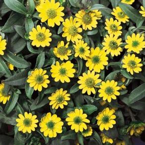 Sunbini - Creeping Zinnia - Sanvitalia