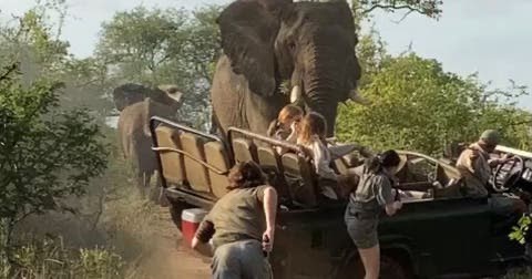 A vehicle attacked by an elephant.