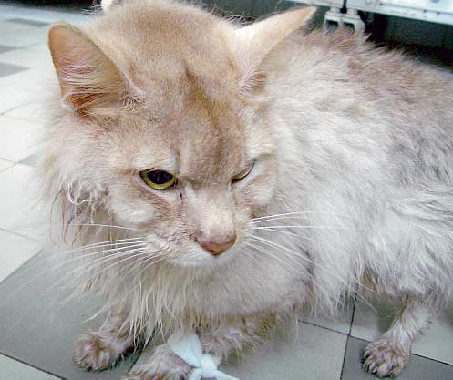 Cachexic cat with chronic kidney disease and systemic arterial hypertension