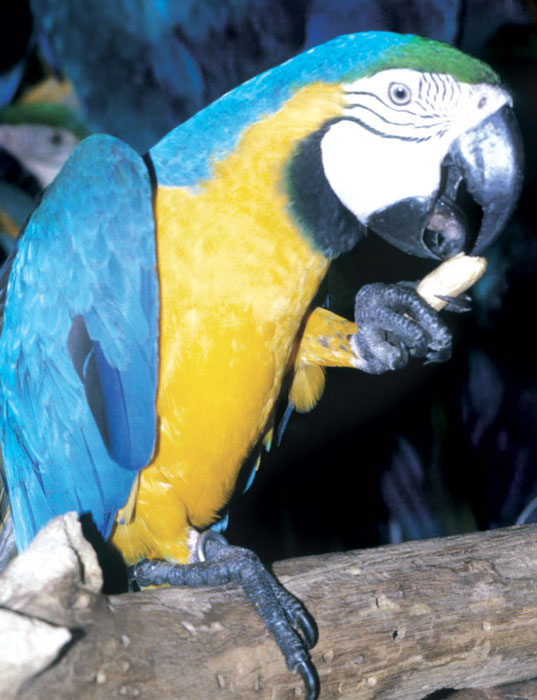 macaw anthelmintic unguent pentru tratamentul condilomului