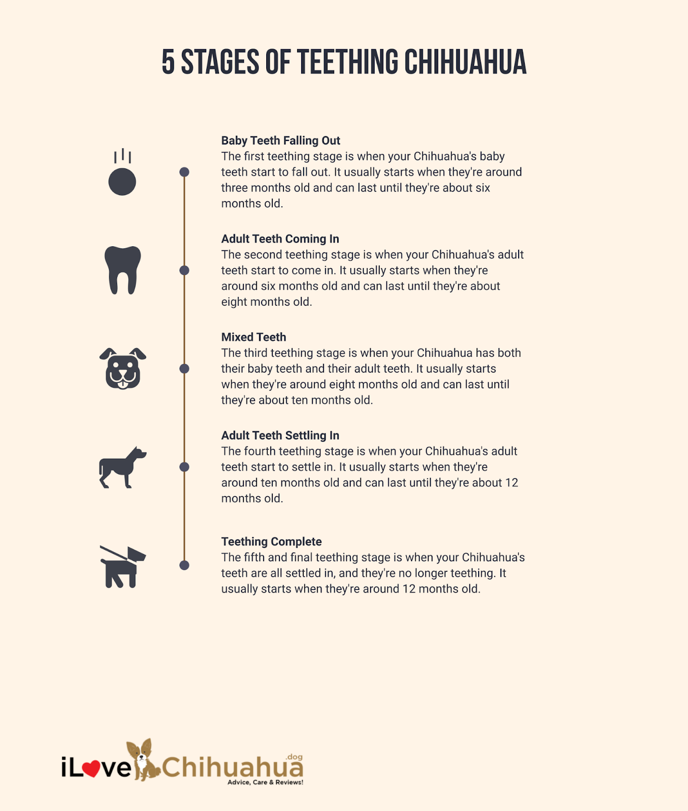 5 Stages of Teething Chihuahua