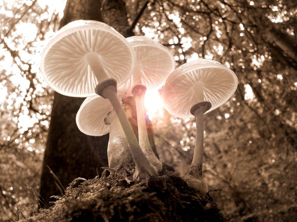 Free Closeup of Four White Mushrooms Stock Photo