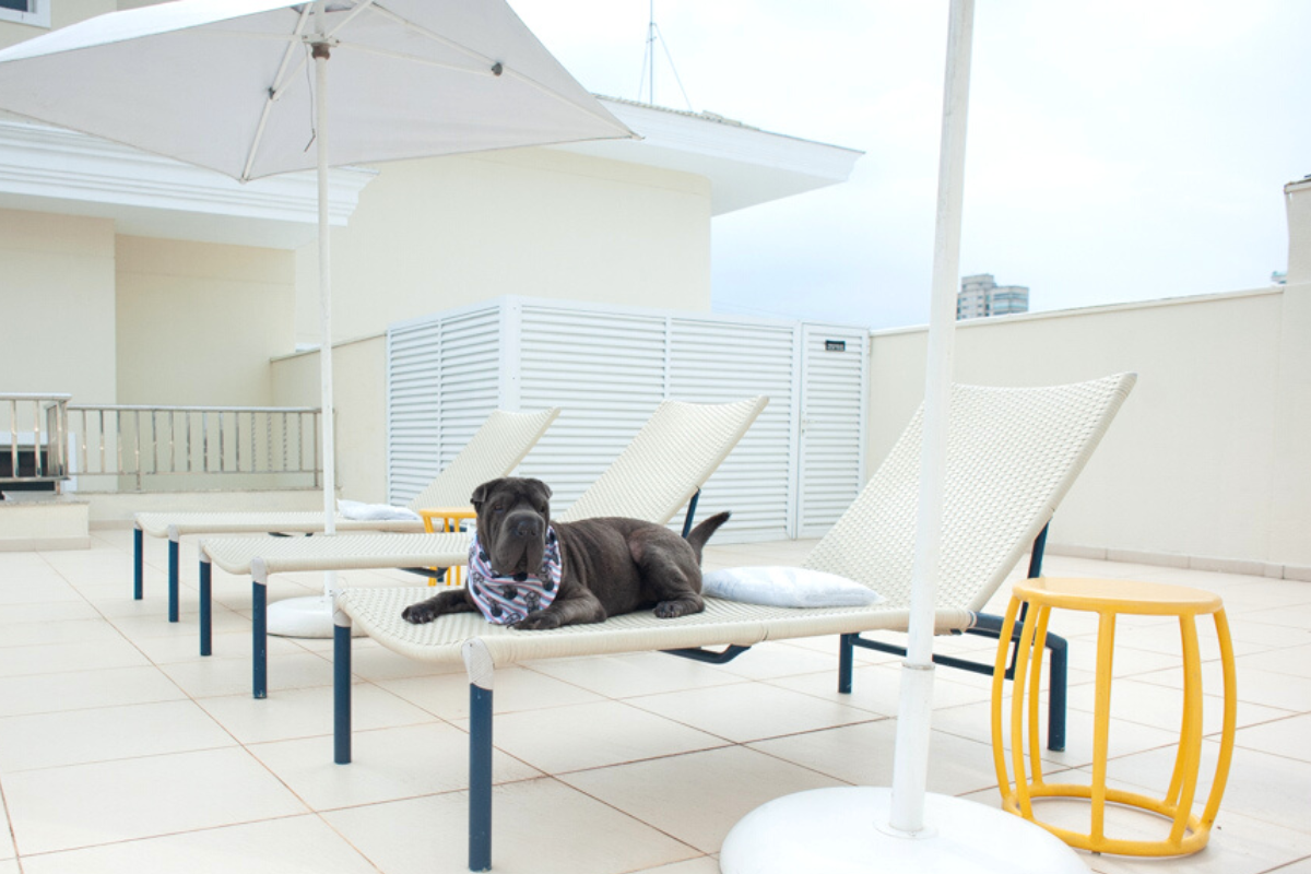 Pet Friendly: saiba tudo sobre isso no Hotel Doral Guarujá!