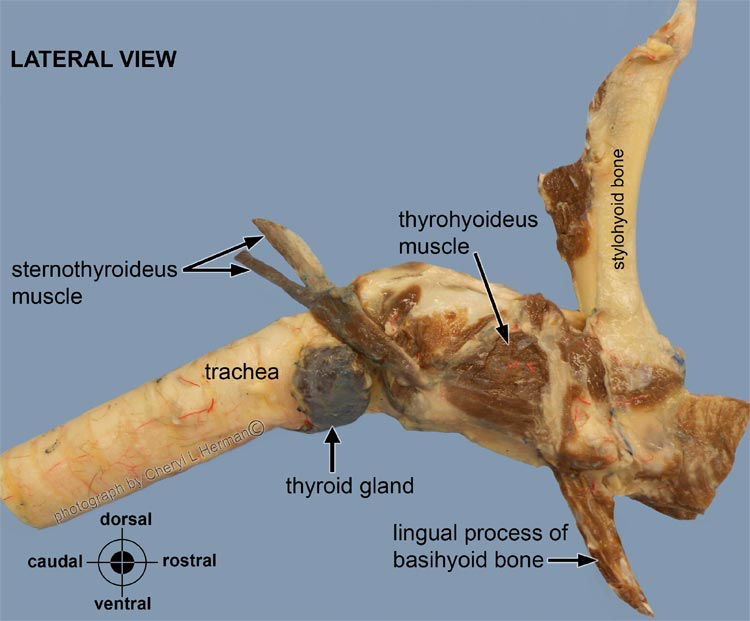Lateral view of the larynx with hyoid apparatus and cranial portion of the trachea showing the ventrolateral location of the lobes of the thyroid gland.