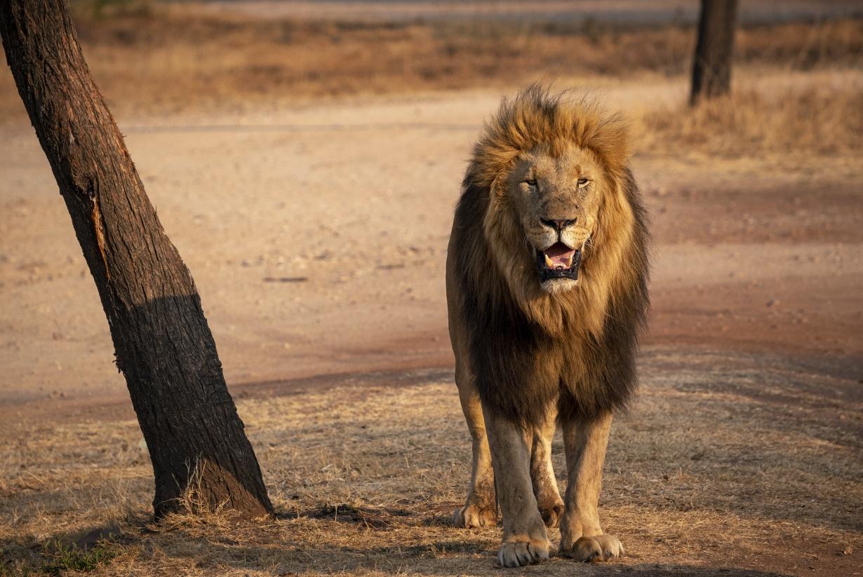closeup-shot-lion-south-africa