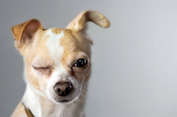 Top Benefits of Having a Chihuahua