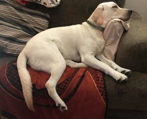 A customer review photo of an adorable dog laying on the Classic Brands Reversible Gel and Memory Foam Bed Pillow.