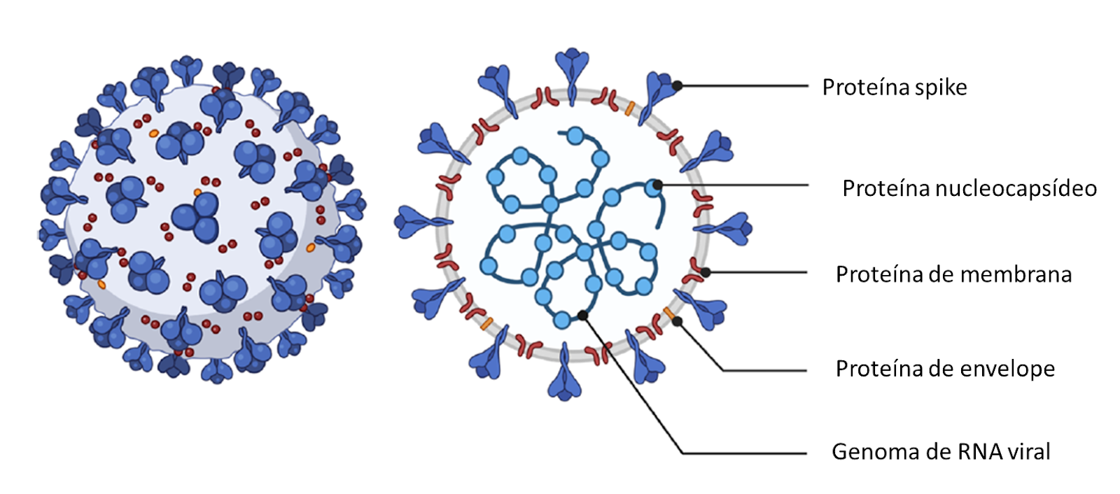 Estrutura biológica do vírus SARS-CoV-2 - avanços biotecnológicos na pandemia
