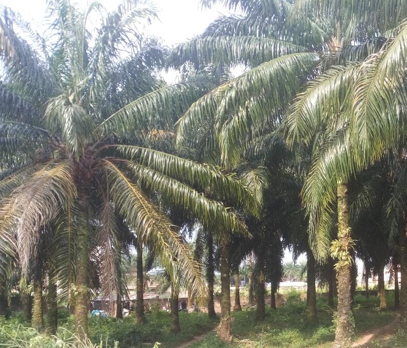 How many tons palm kernels are needed to produce 1 ton palm kernel oil?_Palm  Oil Extraction FAQ