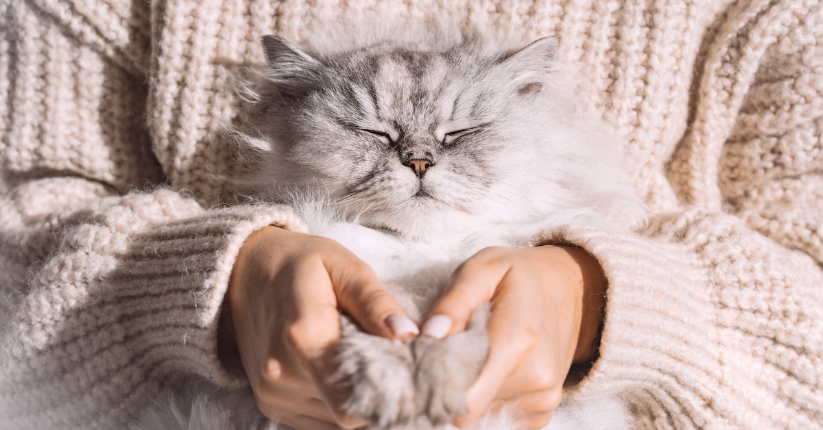Cute fluffy cat with human