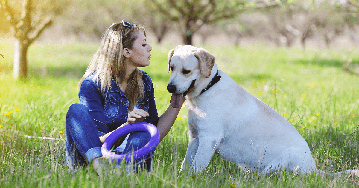 Yellow labrador with lady in park