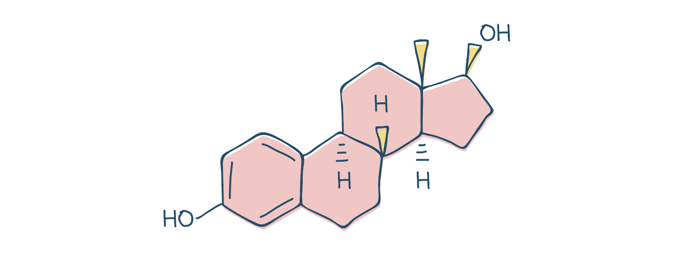 Schéma d'une molécule d'œstrogène qui serait efficace contre les troubles urinaires