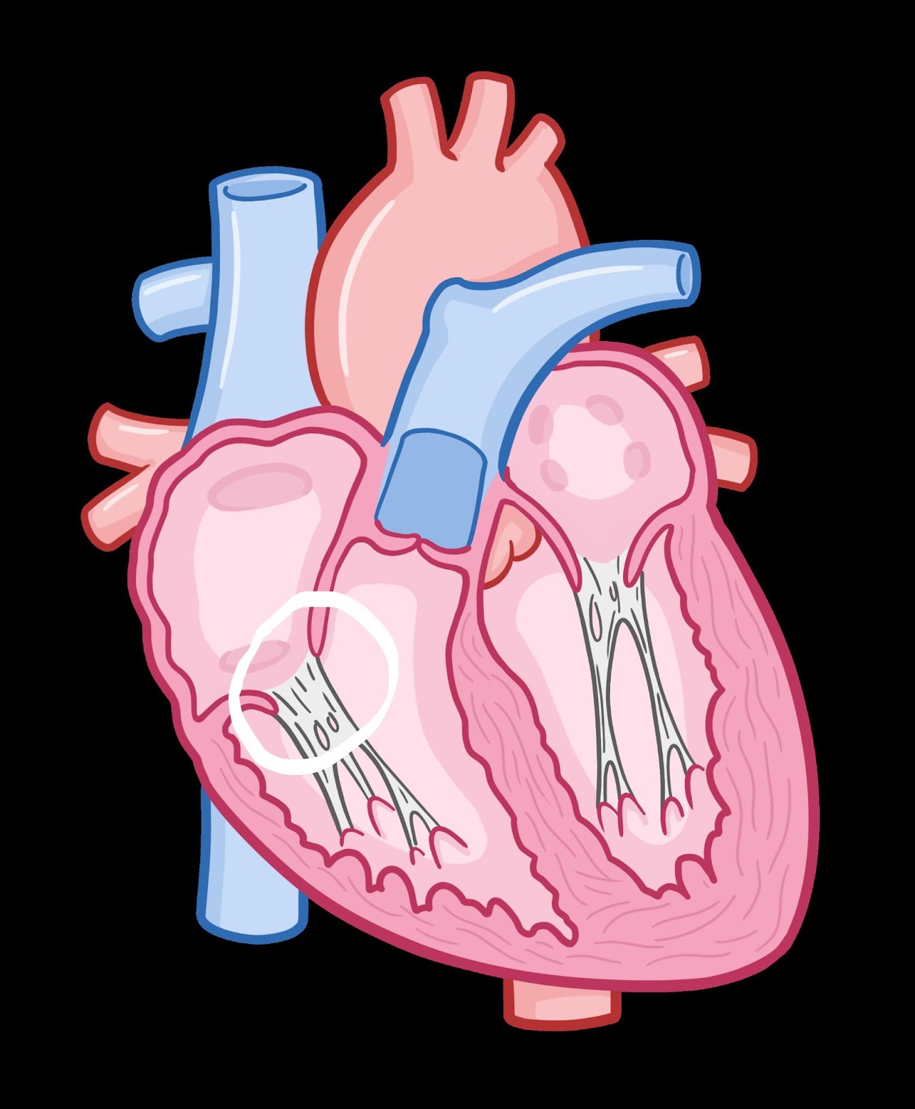 illustration of the heart with an encircled tricuspid valve