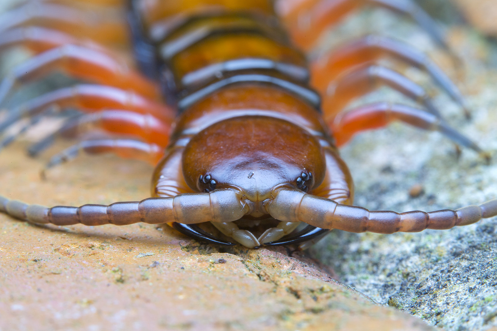 Giant centipede