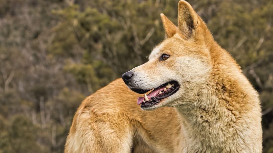 đặc điểm chó dingo thuần chủng