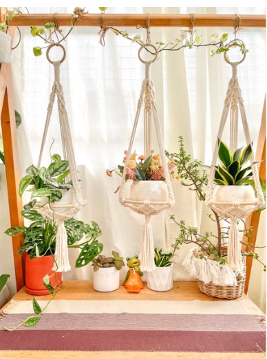 Hanging Plants Never Go Out of Style