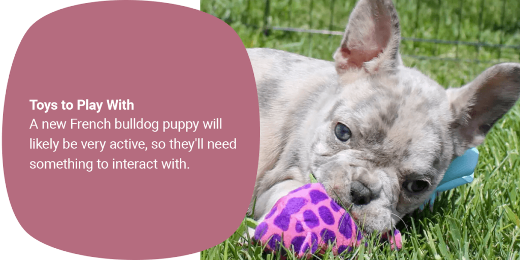 a new French bulldog puppy will likely be very active