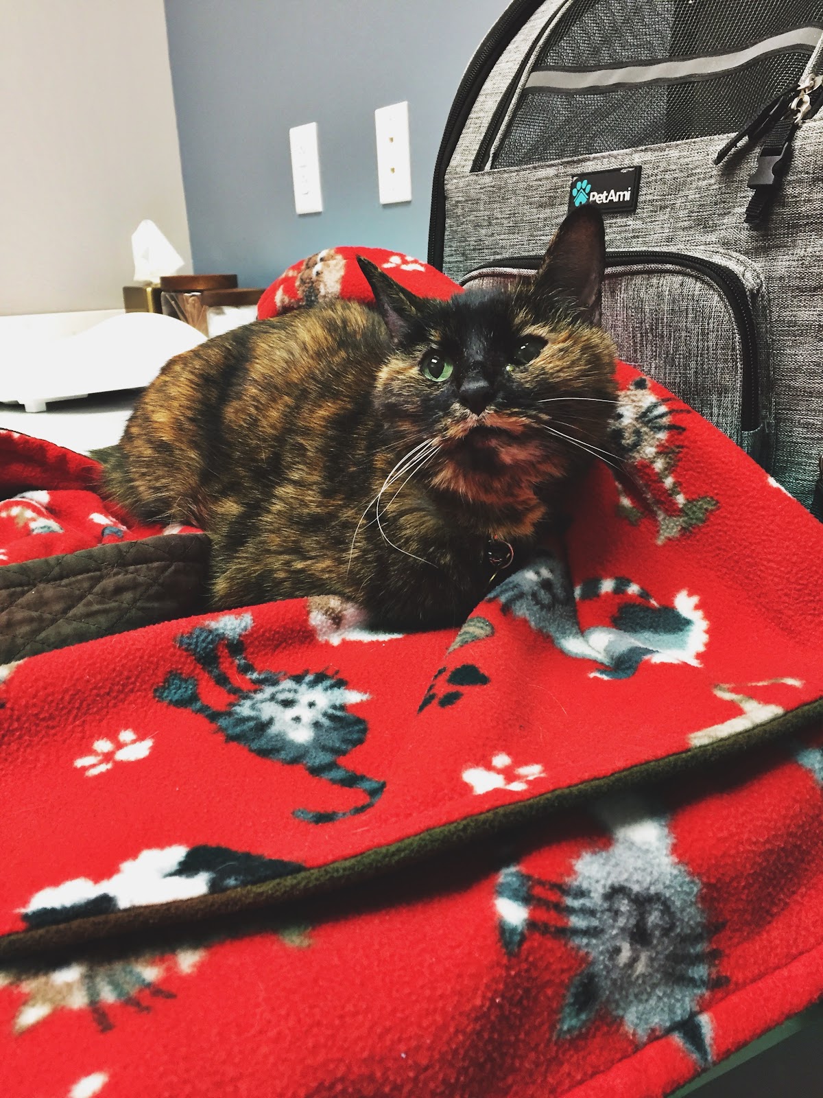 Tortoiseshell cat on a red blanket at the vet 