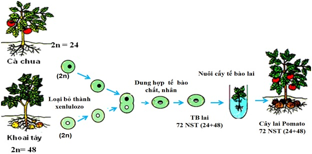 Quy trình lai tế bào sinh chăm sóc - trở nên tựu của technology tế bào