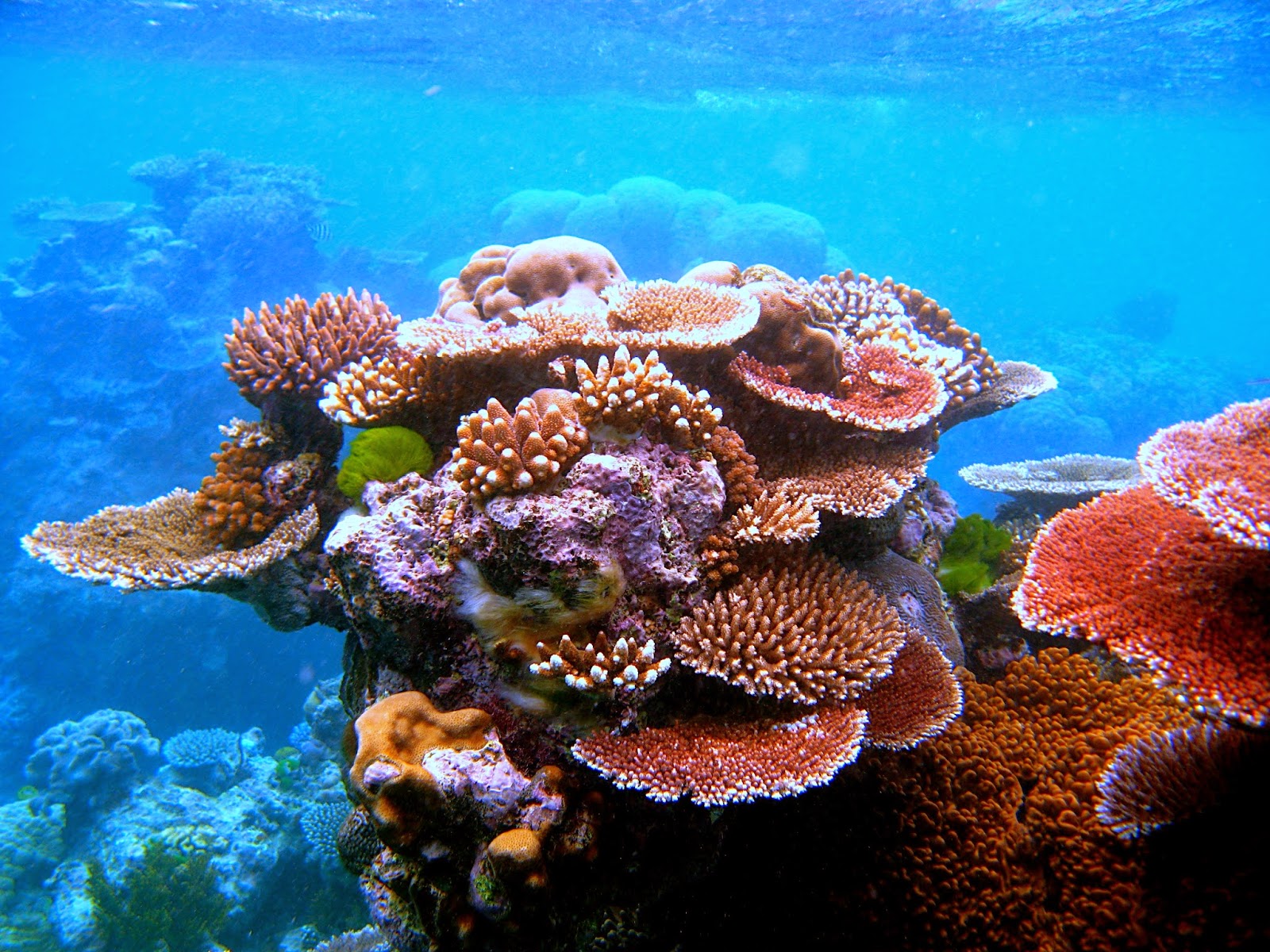 Image result for san hô côn đảo