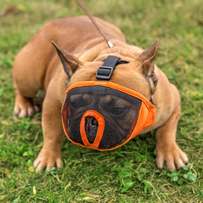French Bulldog Muzzle - Everything You Need to Know