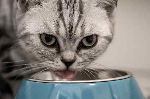 An image showing a Grey and blak American shorthair cat eating her food from a Grey Bowl