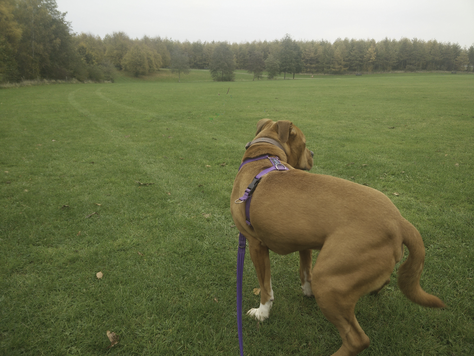 A picture showing a staffy type dog, ears are held back, body posture and tail are lowered, muscles are tense and he is leaning backwards. The dog may escalate to barking.