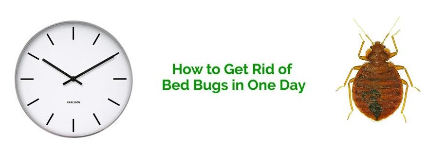 C:\Users\UIO\Desktop\Testing\get rid from bed bugs DM Pest control.jpg