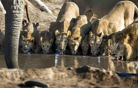 Resultado de imagen de leones bebiendo agua con elefantes