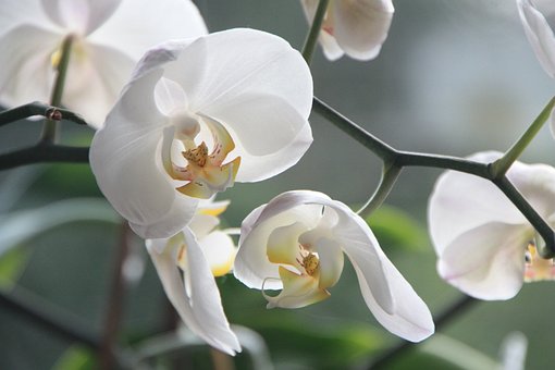 anh hoa lan dep