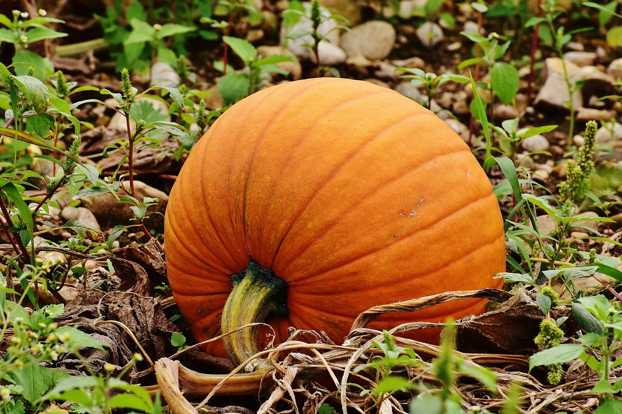 single grown pumpkins in field