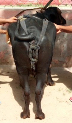 The canvas and rope truss applied to a buffalo with vaginal prolapse.
