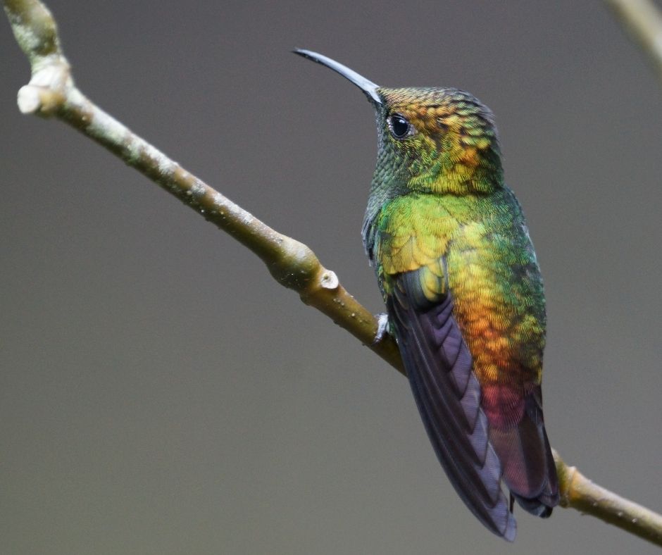 The Hummingbird Garden, Monteverde