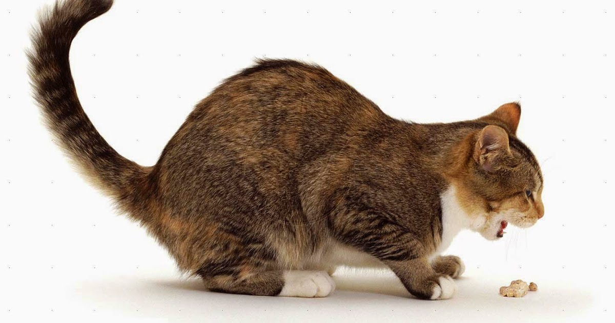 ทำไมแมวถึงอวกออกมาเป็นขน?
