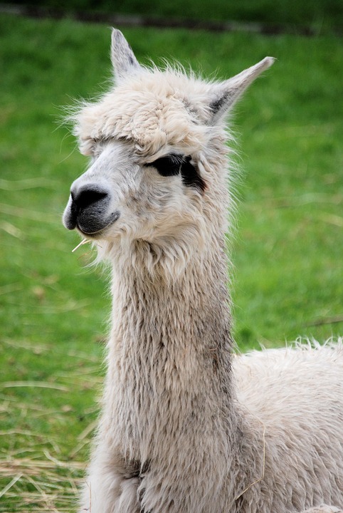 Free photo: Llama, Mammal, Fluffy, Llama Glama - Free Image on ...